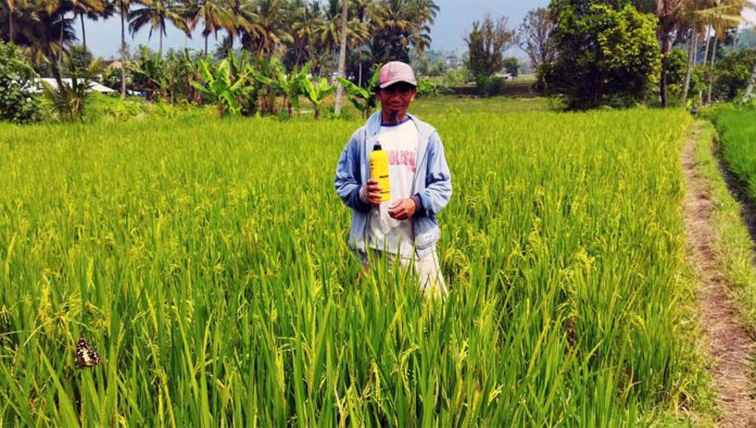 padi subur