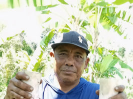 Gusti Kompiang Tirtayasa Sukses Kembangkan Keladi Pratama-Sentuhan EM4