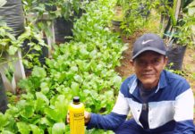 Sayuran Segar-Sehat Hasil Pertanian Organik Jadi Dambaan