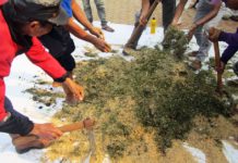 Sampah Organik Untuk Pemupukan Taman Berkat EM