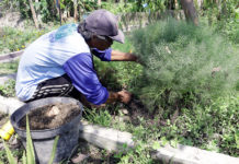Pertanian Perkotaan Konsep Tanaman Herbal Organik Semakin Diminati