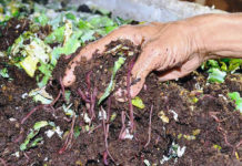 Budidaya Cacing Tanah Atasi Pencemaran-Tingkatkan Penghasilan Keluarga
