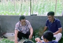 Dosen UMY Maksimalkan Pemanfaatan Limbah Pertanian Sebagai Pakan Ternak