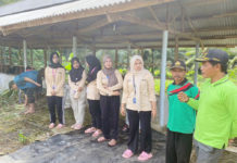 Dorong Kemajuan Peternak, Mahasiswa KKN Unila Adakan Pelatihan Silase Pakan Ternak