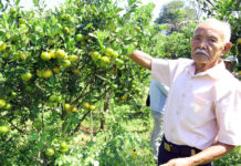 Petani Kintamani Mampu Kembangkan Jeruk Organik Sentuhan EM