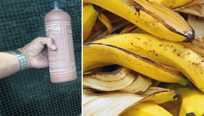 fermentasi kulit pisang