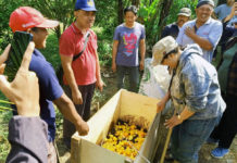 Petani Kintamani Buat Pupuk Organik Dari Limbah Jeruk