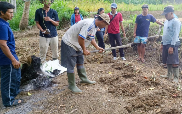hijauan makanan