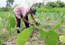 Instruktur EM: Hanya Tanah Sehat Beri Kehidupan Manusia