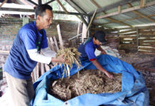 Membuat Pakan Fermentasi Untuk Ternak Kambing Dan Domba Sebagai Solusi Kelangkaan Pakan