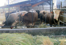 Membuat Pakan Ternak Bergizi Dari Limbah Jerami Dan Bekatul Gunakan EM4