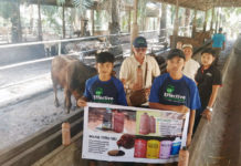 Kandang Sapi Bebas Aroma Tidak Sedap Dengan EM4