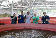 Budidaya Ikan Lele Mina Sari Rejeki Metode Bioflok Gunakan Probiotik EM4