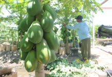 Budidaya Pepaya Subur Dengan Pupuk Bokashi