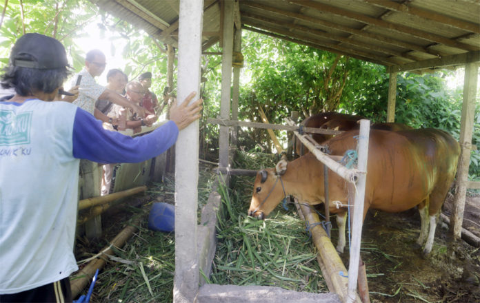 Sapi