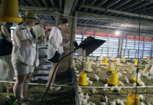 EM4 Tingkatkan Nafsu Makan Ayam Broiler