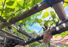 Menekan Perkembangan Hama Tanaman Dengan Berbagai Cara