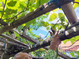 Menekan Perkembangan Hama Tanaman Dengan Berbagai Cara
