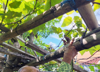 Menekan Perkembangan Hama Tanaman Dengan Berbagai Cara