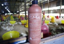 Probiotik EM4 Cegah Pakan Ayam Berjamur Saat Musim Hujan