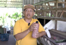 EM4 Tingkatkan Nafsu Makan Kambing Di Peternakan Raka Etawa