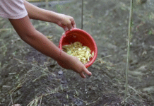 Batang Pisang Dan EM4 Untuk POC, Tingkatkan Kualitas Tanah-Panen