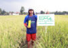 Menanam Padi Di Sawah Dengan Teknologi EM4