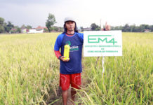 Menanam Padi Di Sawah Dengan Teknologi EM4
