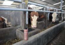 Probiotik Sebagai Agen Bioaktif Untuk Modifikasi Mikrobiota Usus Pada Ternak