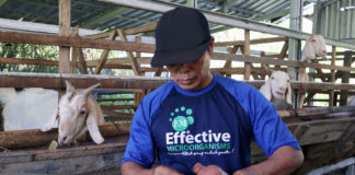 EM4 Peternakan, Solusi Alami Jaga Kesehatan Ternak Dan Lingkungan Kandang