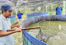 Pembudidaya Lele Di Tulang Bawang Sukses Panen Melimpah Berkat Sistem Bioflok Dan Probiotik EM4