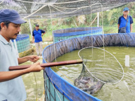 Pembudidaya Lele Di Tulang Bawang Sukses Panen Melimpah Berkat Sistem Bioflok Dan Probiotik EM4