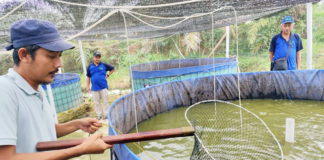 Pembudidaya Lele Di Tulang Bawang Sukses Panen Melimpah Berkat Sistem Bioflok Dan Probiotik EM4