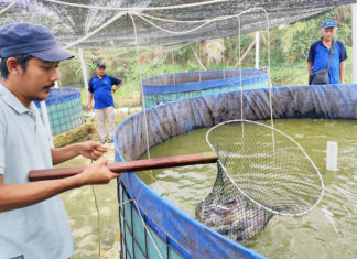 Pembudidaya Lele Di Tulang Bawang Sukses Panen Melimpah Berkat Sistem Bioflok Dan Probiotik EM4