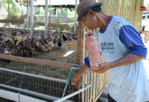 Pemberian Probiotik EM4 Pada Air Minum Ternak, Langkah Cerdas Tingkatkan Efisiensi Pakan Dan Kesehatan Hewan