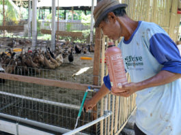 Pemberian Probiotik EM4 Pada Air Minum Ternak, Langkah Cerdas Tingkatkan Efisiensi Pakan Dan Kesehatan Hewan