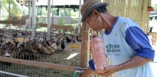 Pemberian Probiotik EM4 Pada Air Minum Ternak, Langkah Cerdas Tingkatkan Efisiensi Pakan Dan Kesehatan Hewan