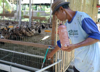 Pemberian Probiotik EM4 Pada Air Minum Ternak, Langkah Cerdas Tingkatkan Efisiensi Pakan Dan Kesehatan Hewan