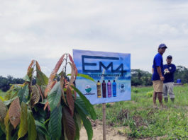 Tanaman Kakao Petani di Lampung Tumbuh Maksimal Berkat EM4