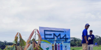 Tanaman Kakao Petani di Lampung Tumbuh Maksimal Berkat EM4