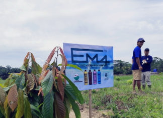 Tanaman Kakao Petani di Lampung Tumbuh Maksimal Berkat EM4