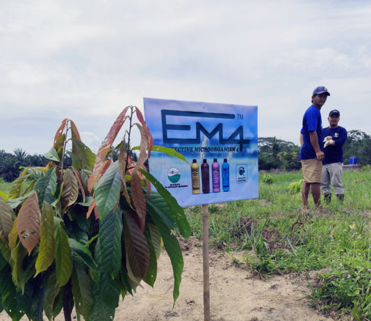 Tanaman Kakao Petani di Lampung Tumbuh Maksimal Berkat EM4