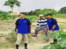 Pepaya California Petani di Tulang Bawang makin Menawan dengan Sentuhan EM4