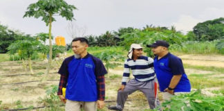 Pepaya California Petani di Tulang Bawang makin Menawan dengan Sentuhan EM4