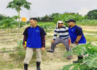 Pepaya California Petani di Tulang Bawang makin Menawan dengan Sentuhan EM4