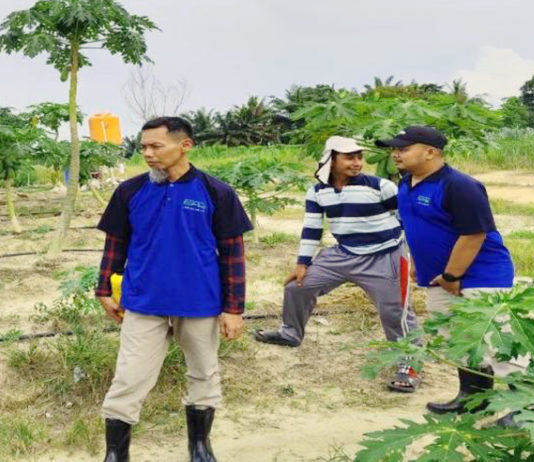 Pepaya California Petani di Tulang Bawang makin Menawan dengan Sentuhan EM4