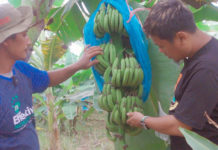 Pemberian EM4 Cegah Pisang Cavendish Terserang Bakteri dan Jamur
