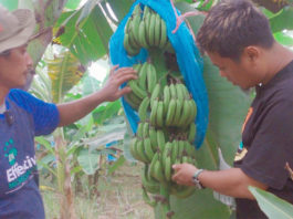 Pemberian EM4 Cegah Pisang Cavendish Terserang Bakteri dan Jamur