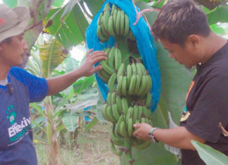 Pemberian EM4 Cegah Pisang Cavendish Terserang Bakteri dan Jamur