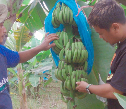 Pemberian EM4 Cegah Pisang Cavendish Terserang Bakteri dan Jamur